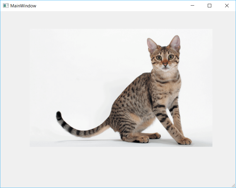 QtDesigner application showing a Cat